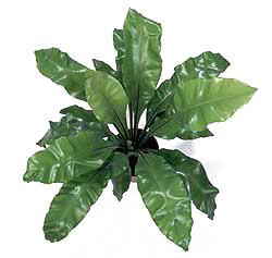 سرخس لانه پرنده